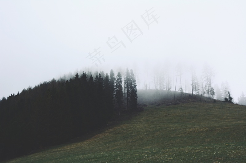 云雾森林图片