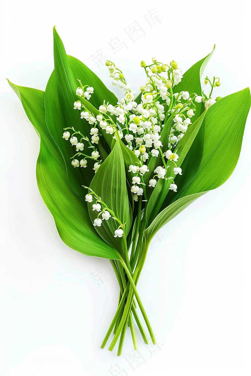 铃兰花植物花朵摄影图(2688x4032)