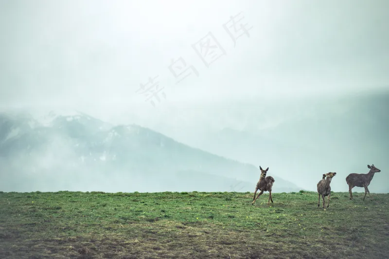 云雾森林图片