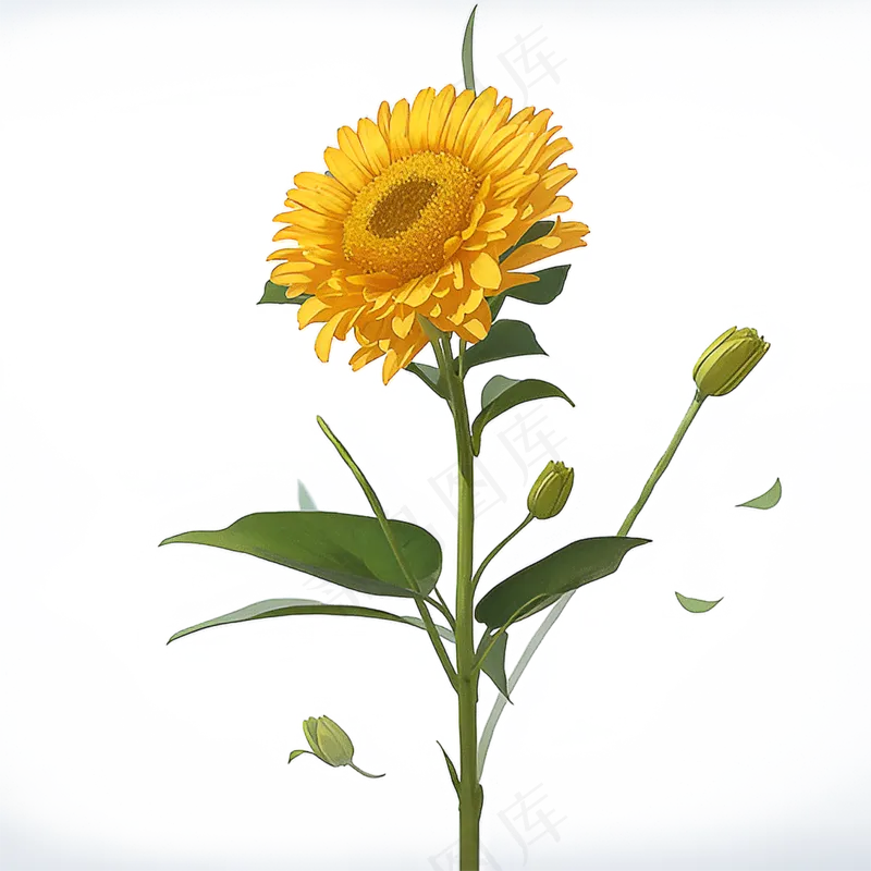 黄色向日葵免抠素材28