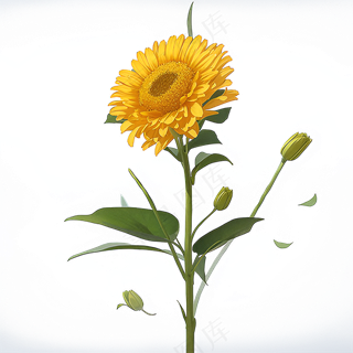 黄色向日葵免抠素材28