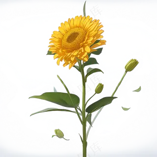 黄色向日葵免抠素材28
