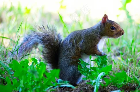 户外松鼠动物