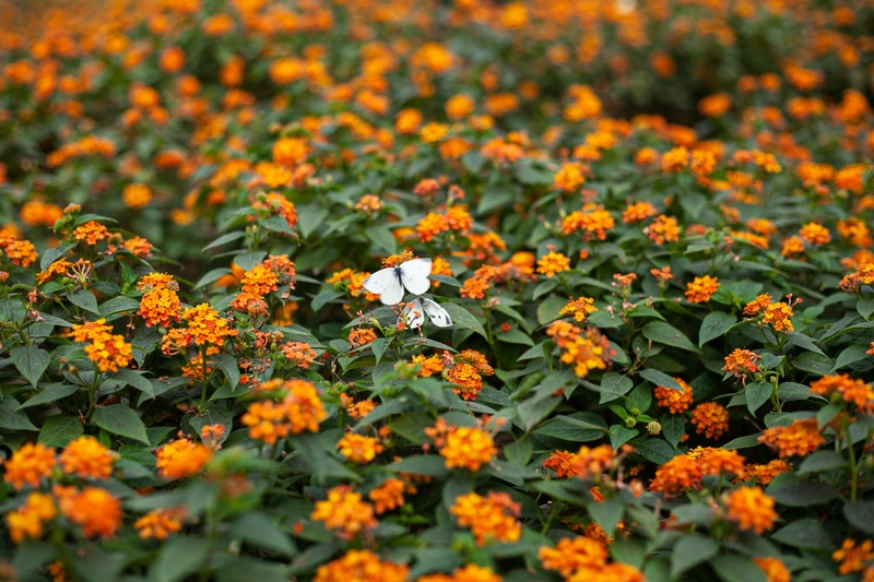 橙黄花海翩翩舞