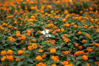 橙黄花海翩翩舞