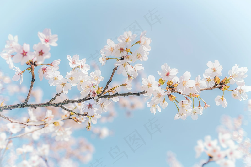 春日樱花花朵摄影图(4032x2688)