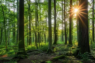 山林森林阳光绿色大自然风景摄影图