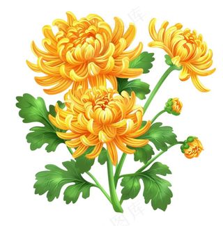 菊花黄菊盛开植物插画免抠