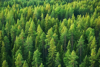 森林绿色茂密生长摄影图