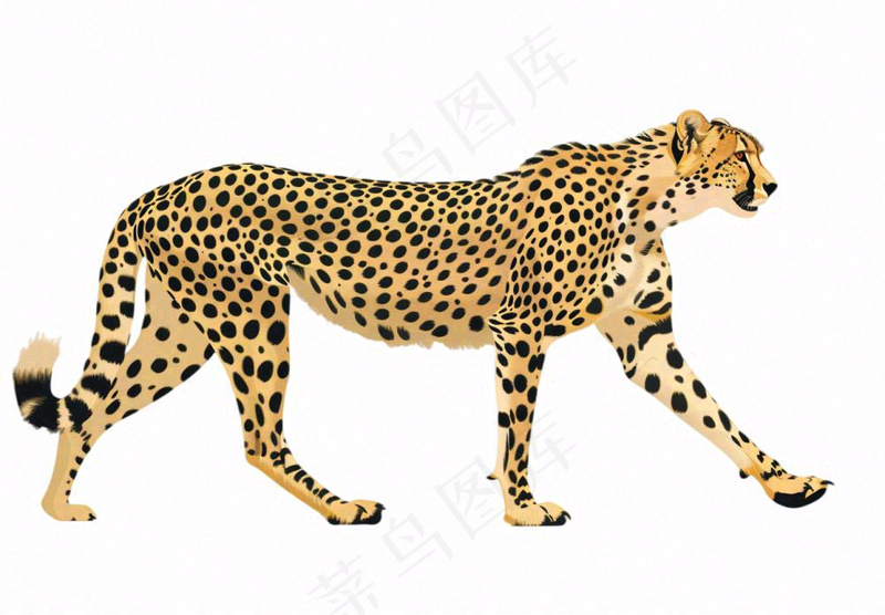 猎豹豹纹动物卡通插画免抠(1312x912)