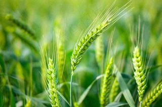 绿色小麦麦穗农田种植小满芒种粮食丰收摄影图