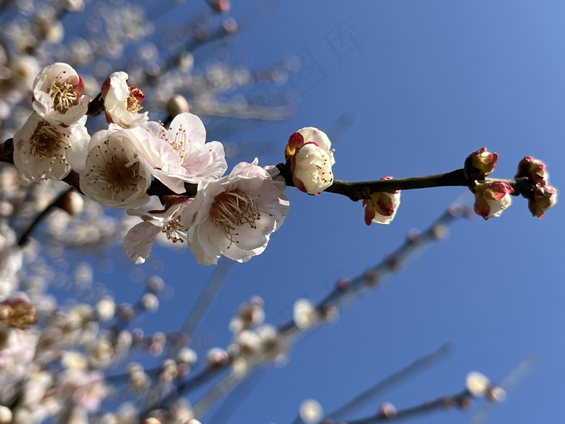 浅色梅花摄影