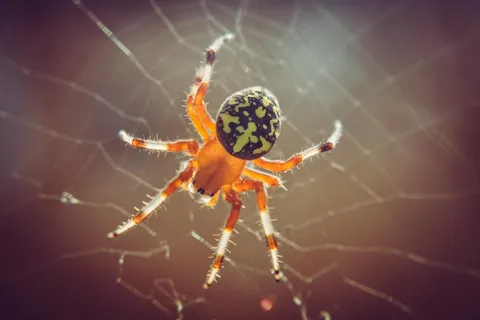 晨光中的蛛网编织者