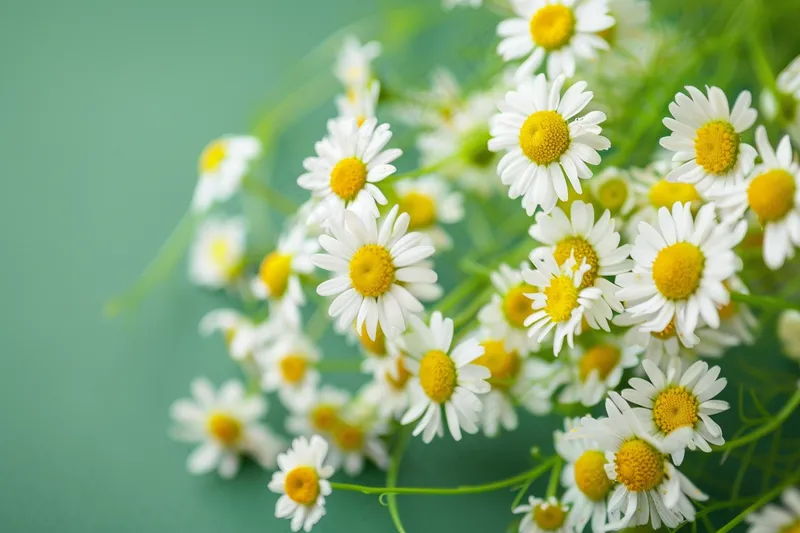 白色小雏菊花丛植物摄影图(4032x2688)
