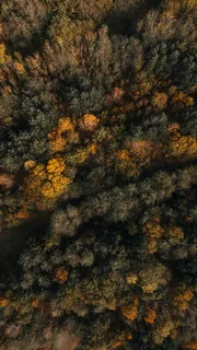 金叶纷飞,森林织锦 金叶纷飞,森林织锦