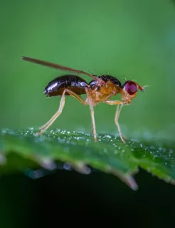 清晨露珠上的小型昆虫 清晨露珠上的小型昆虫