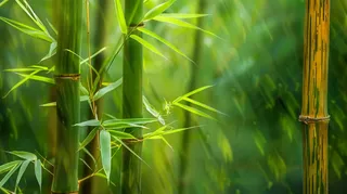 春夏竹林绿色清凉摄影图