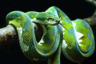 蛇盘踞在树枝上吐舌头爬行动物摄影图