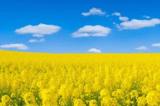 春天油菜花田黄色花雨水节气摄影图