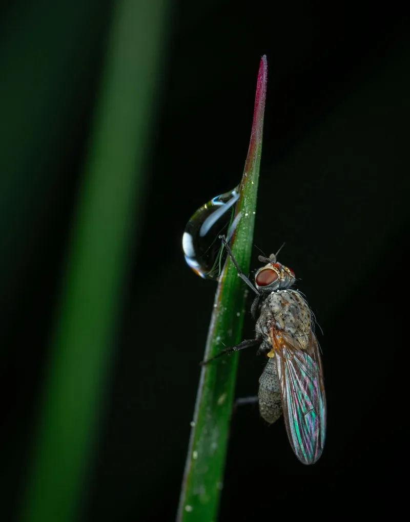 露珠映照中的孤独昆虫