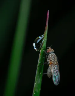 露珠映照中的孤独昆虫 露珠映照中的孤独昆虫