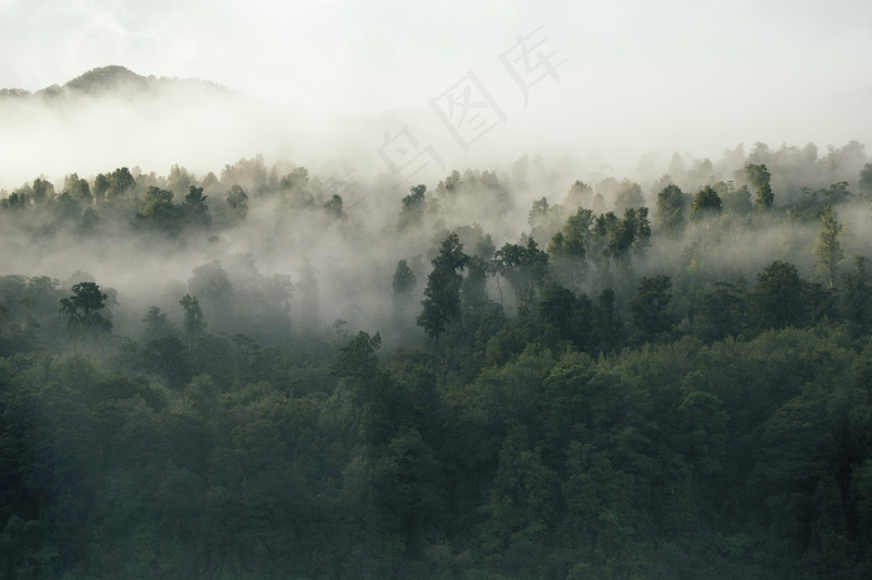 云雾森林图片
