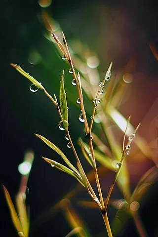 春天梅雨季的植物雨水露珠摄影图