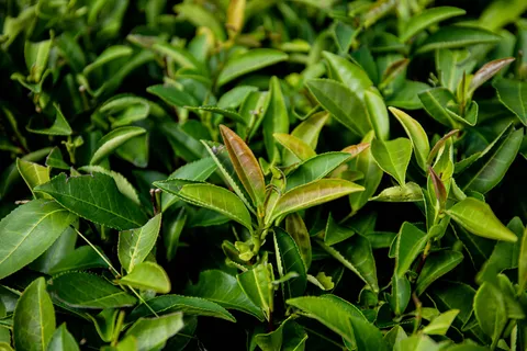 户外绿色茶叶 户外绿色茶叶