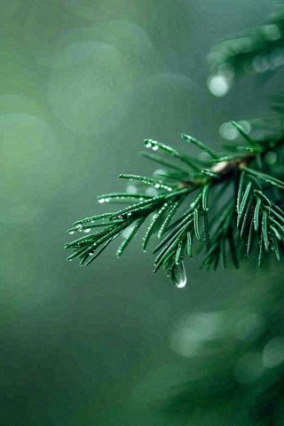 松针树树枝露珠雨滴青色雨水谷雨雨季摄影图