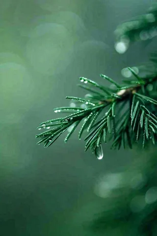 松针树树枝露珠雨滴青色雨水谷雨雨季摄影图