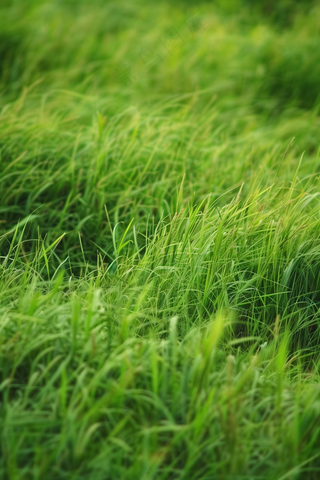 春天草地草丛绿意摄影图