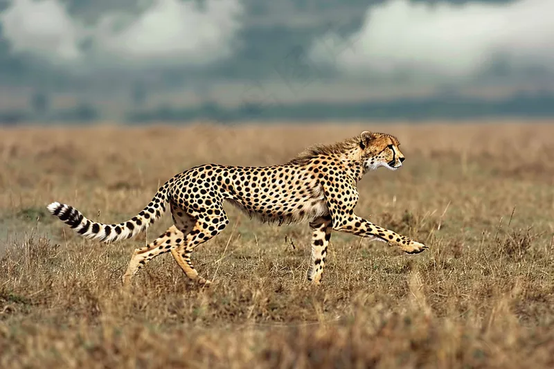 草原上的猎豹国家保护动物非洲摄影图(4032x2688)