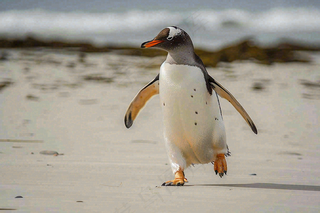 冰雪天地的企鹅寒冷动物摄影图