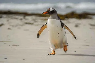 冰雪天地的企鹅寒冷动物摄影图