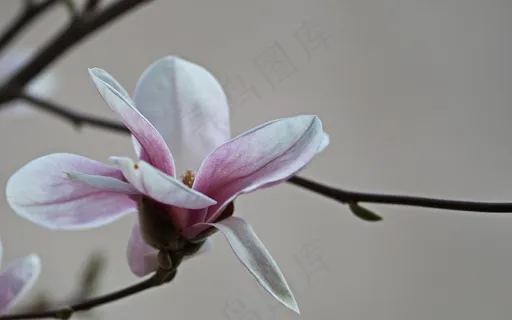 户外玉兰花花朵