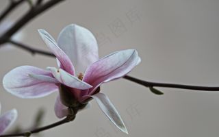 户外玉兰花花朵