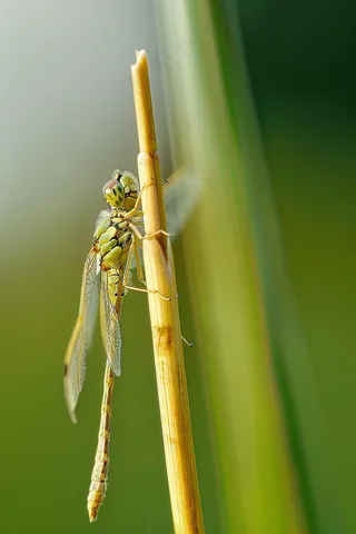 蜻蜓植物枝干昆虫摄影图