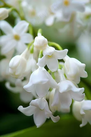 铃兰花植物花朵摄影图