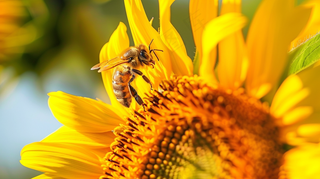 向日葵向阳鲜花摄影图