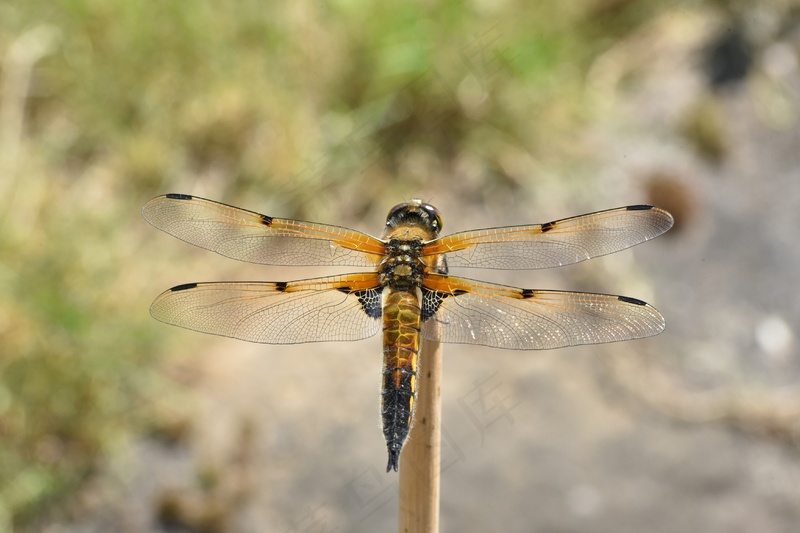 昆虫蜻蜓翅膀特写1