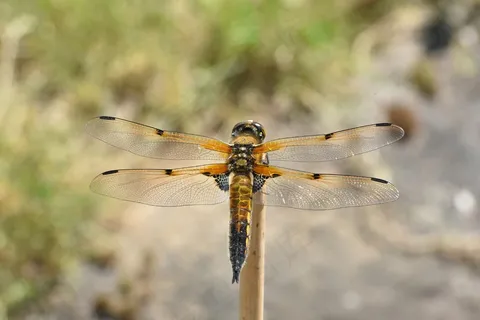 昆虫蜻蜓翅膀特写1