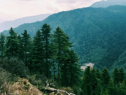 山谷深处的静谧森林 山谷深处的静谧森林