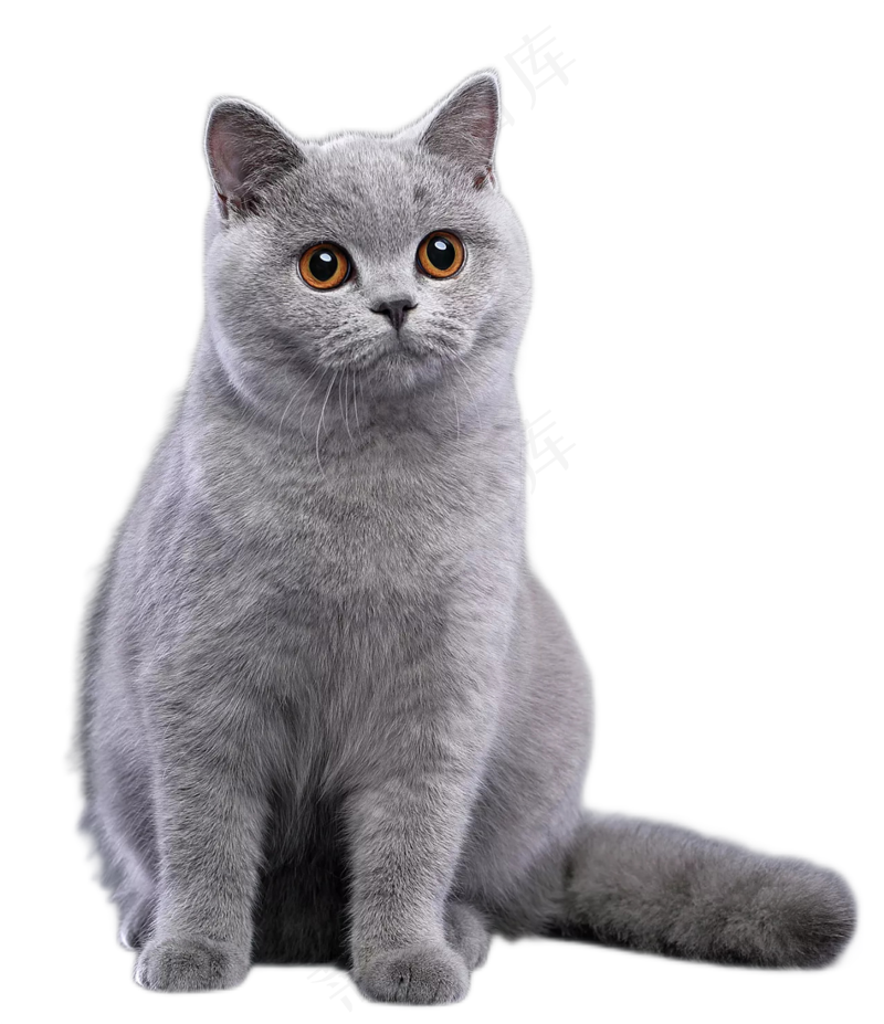 可爱猫咪摄影