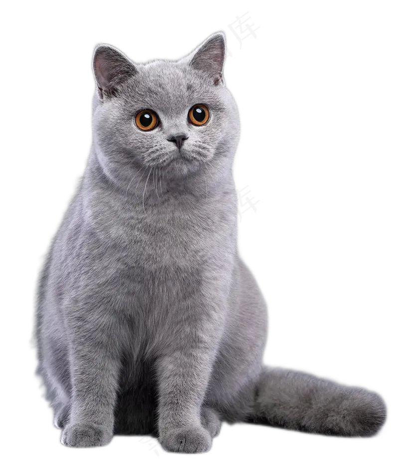 可爱猫咪摄影