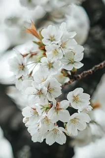 春日樱花花朵摄影图