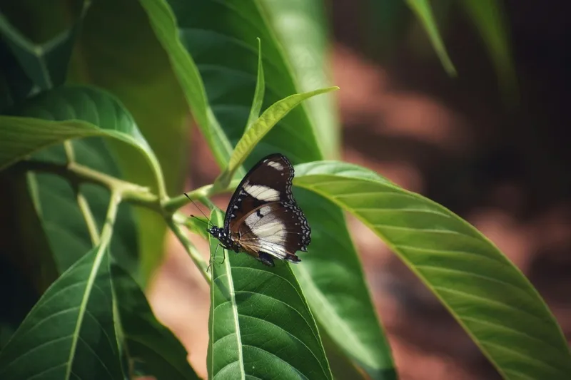 阳光下树叶上的静谧蝴蝶