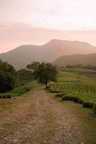 绿色朦胧的山丘