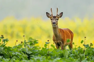 鹿雄鹿动物摄影图