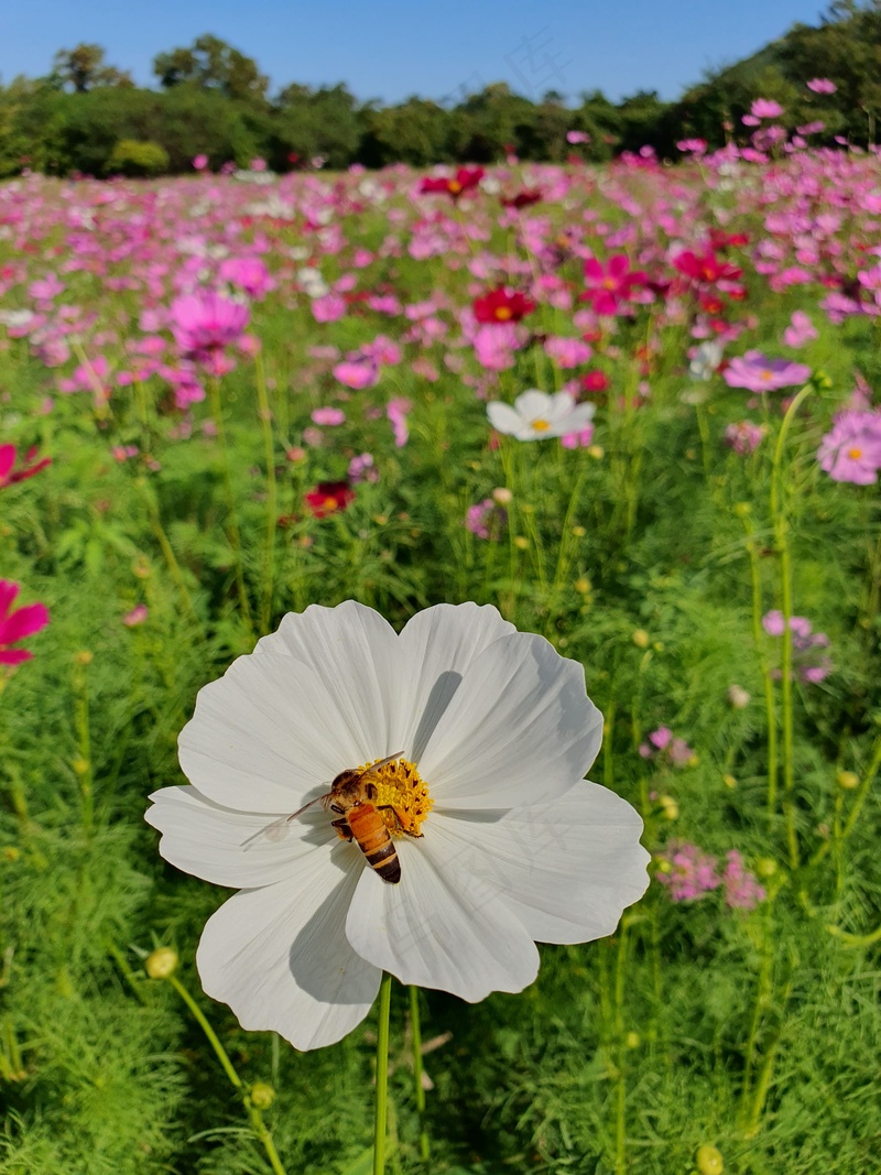 花园中花朵蜜蜂授粉