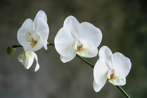 白色兰花摄影图 白色兰花摄影图